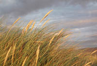 Aberdovey/Aberdyfi - Marram Sunset