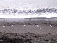 Gulls at Aberystwyth 