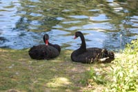 Black Swans - Roath Park