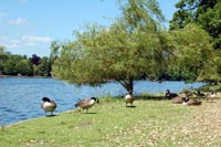 Geese - Roath Park