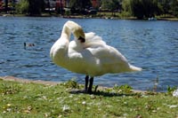 Swan Preening - Roath Park