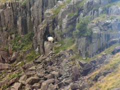 Snowdon